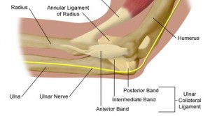Parts of the elbow, including the three bands of the UCL.